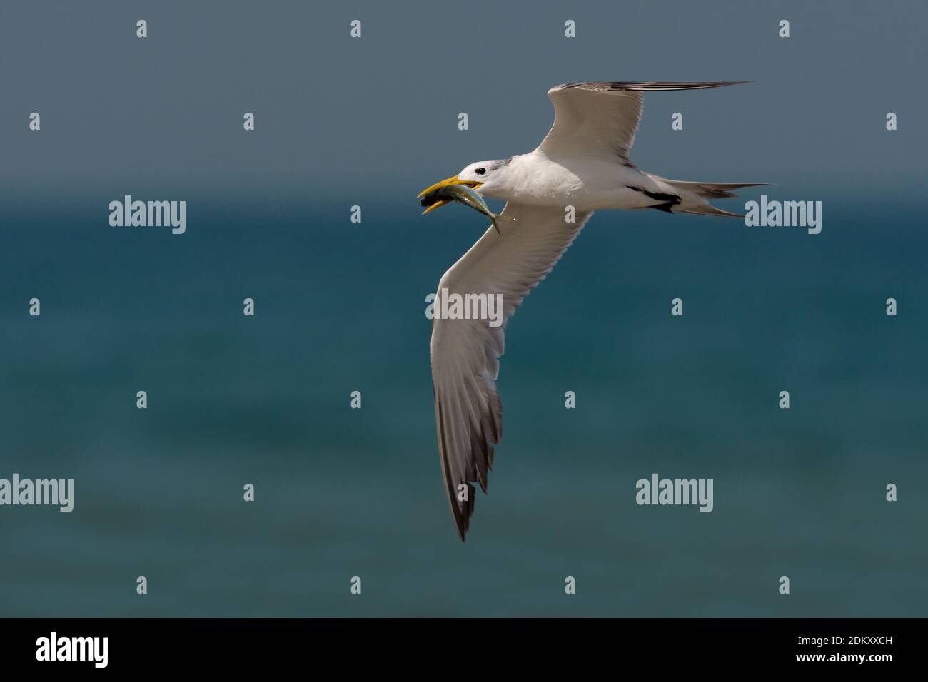 Grote Kuifstern in Vlucht; Swift Tern im Flug Stockfoto