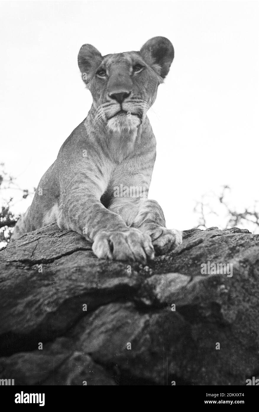 Elsa, die Löwin aus Joy Adansons Born Free Story, die auf einem Felsvorsprung in Kenia liegt. Am riginal Bild aus Joy Adamsons Born Free Photo Collection meist aufgenommen 1940 bis Anfang der 1960er Jahre in Kenia. Stockfoto