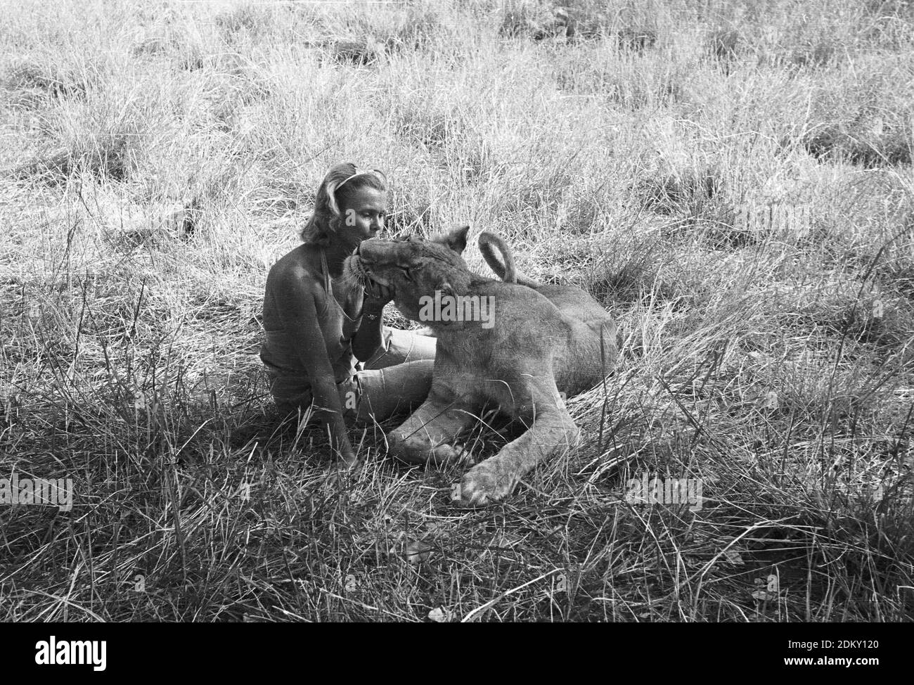 Joy Adamson Autorin von Born Free mit Elsa der Löwin in Kenia. Originalbilder von Joy Adamson Born Free Photo Collection, die meist 1940 bis Anfang der 1960er Jahre in Kenia aufgenommen wurden. Stockfoto