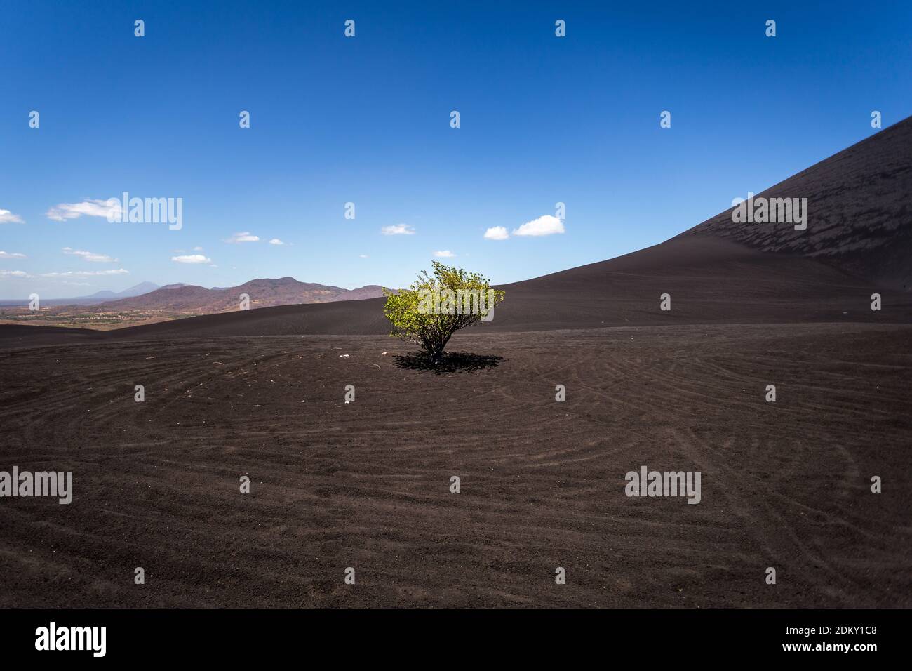 Einsamer Baum, der in schwarzem Sand steht Stockfoto