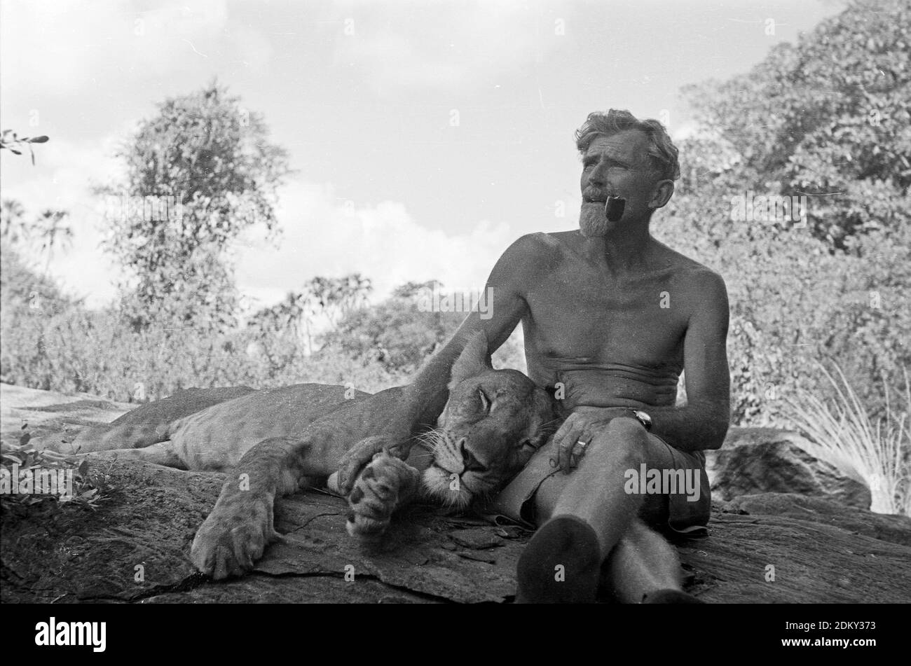 George Adamson, ehemaliger Game Warden in Kenia, sitzt auf einem Felsvorsprung mit Elsa, der Löwin von Born Free Fame. Kenia. Stockfoto