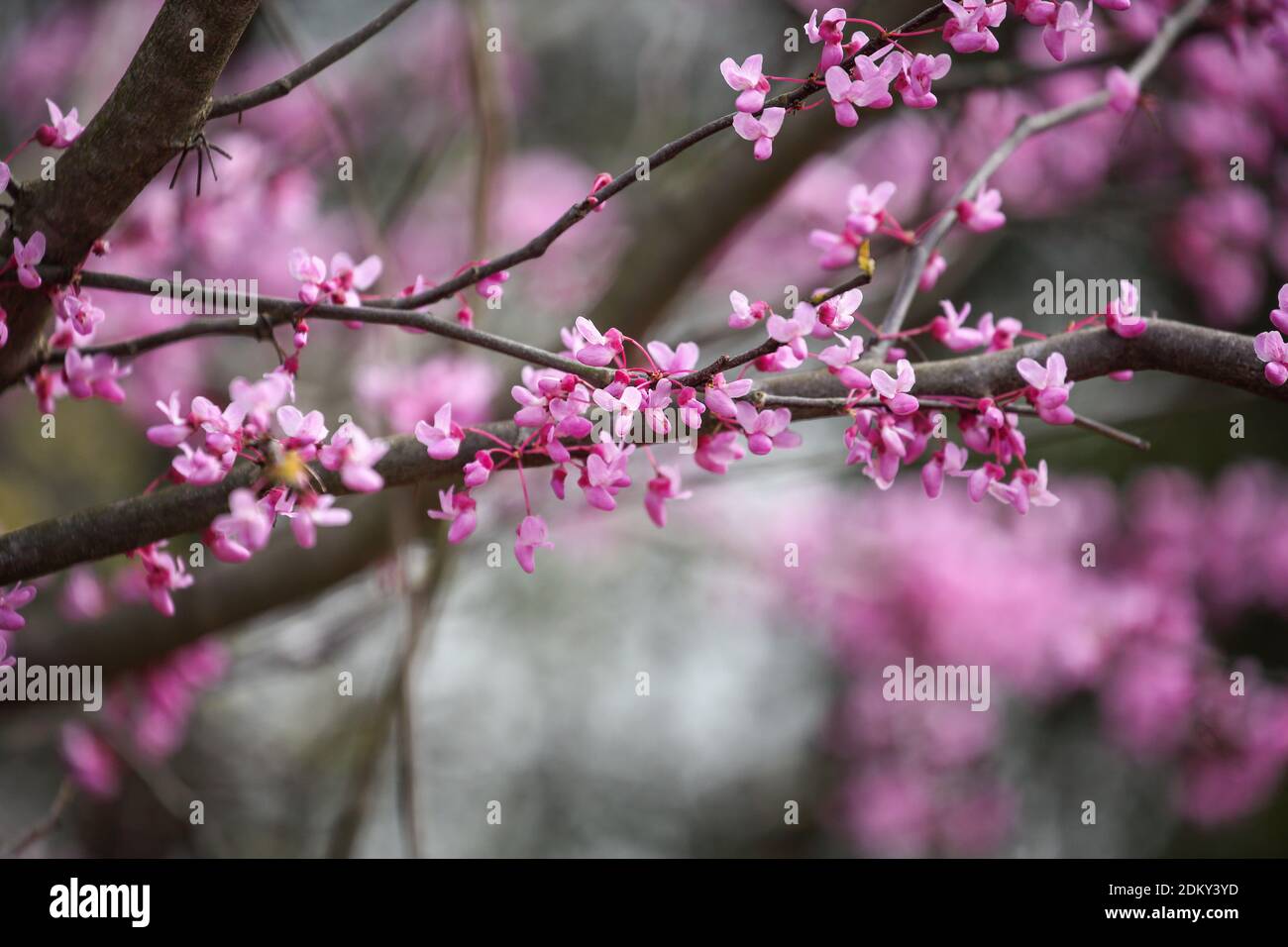 Abstract von Eastern Redbud Tree, Cercis Canadensis, heimisch im östlichen Nordamerika, hier in voller Blüte im südlichen Zentrum von Kentucky dargestellt. Geringe Tiefe Stockfoto