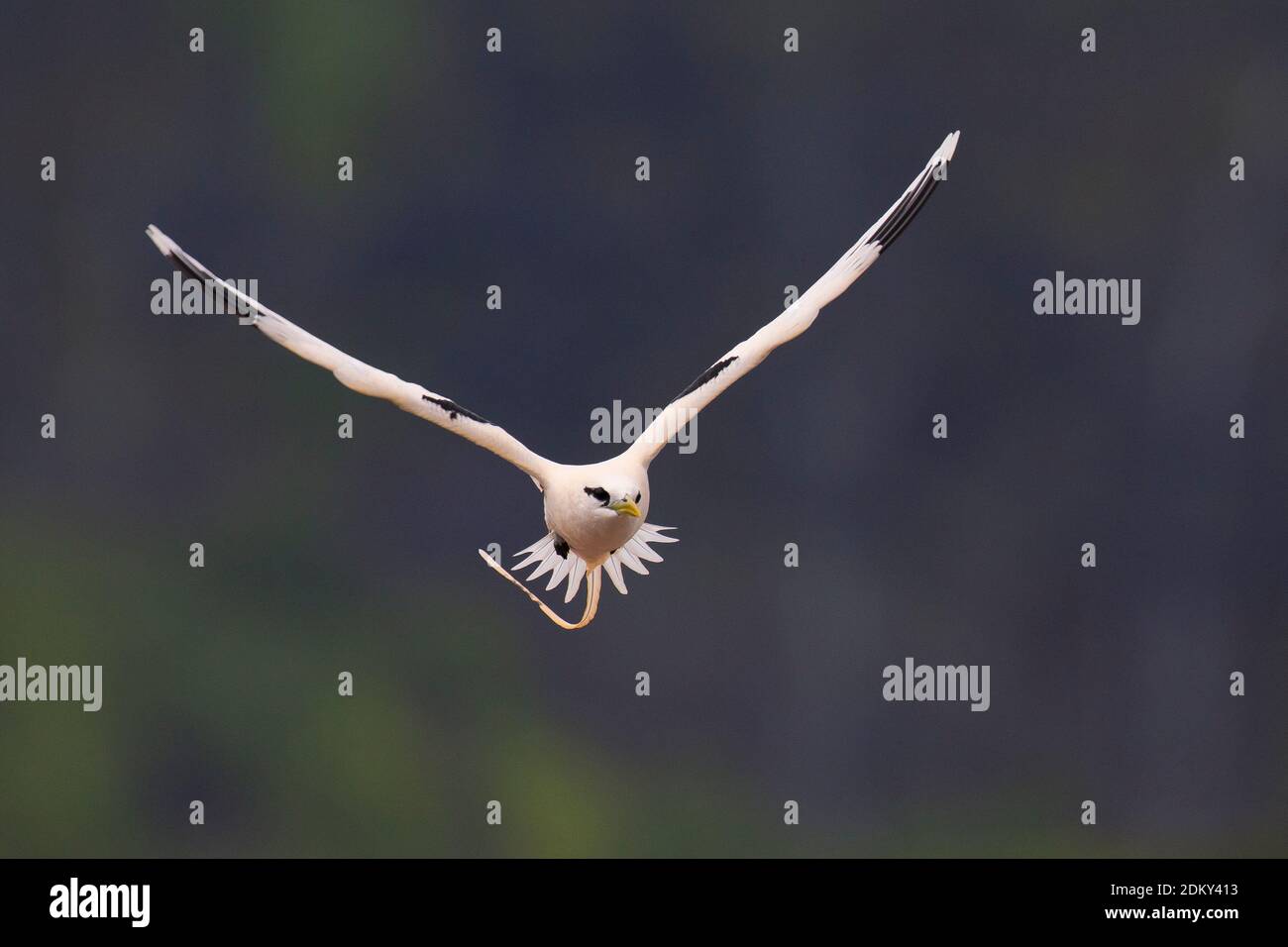 Verdwaalde Witstaartkeerkringvogel op de Azoren; Vagrant White-tailed Tropicbird auf den Azoren Stockfoto