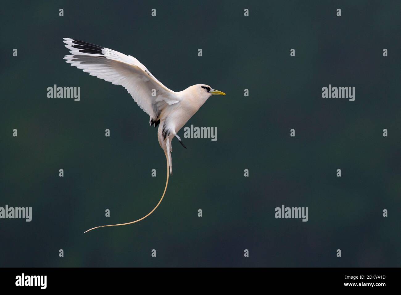 Verdwaalde Witstaartkeerkringvogel op de Azoren; Vagrant White-tailed Tropicbird auf den Azoren Stockfoto