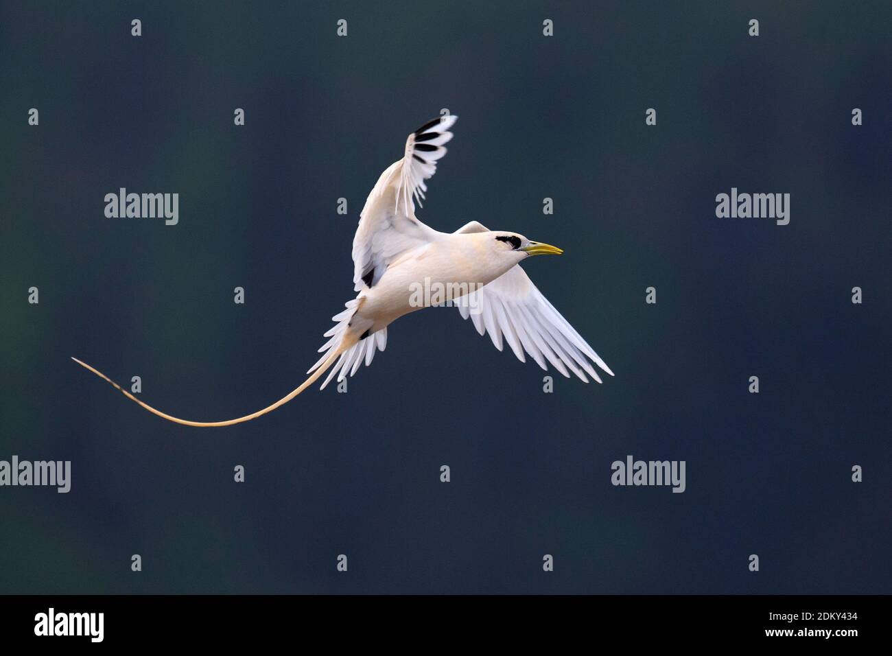 Verdwaalde Witstaartkeerkringvogel op de Azoren; Vagrant White-tailed Tropicbird auf den Azoren Stockfoto