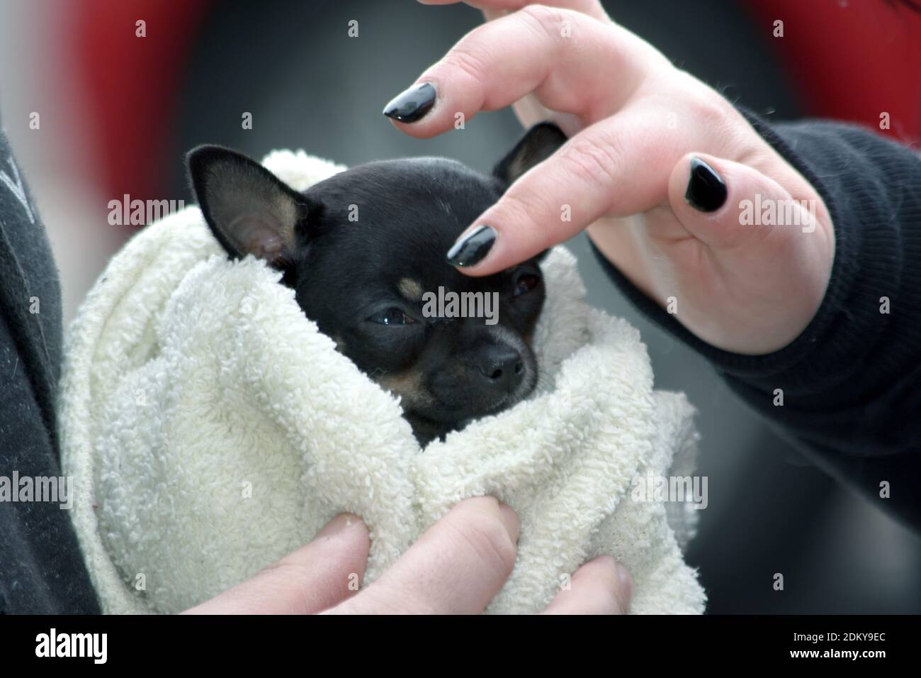 Kopf des jungen schwarzen chihuahua Hundes in eine Decke gewickelt Mit menschlicher Hand Stockfoto