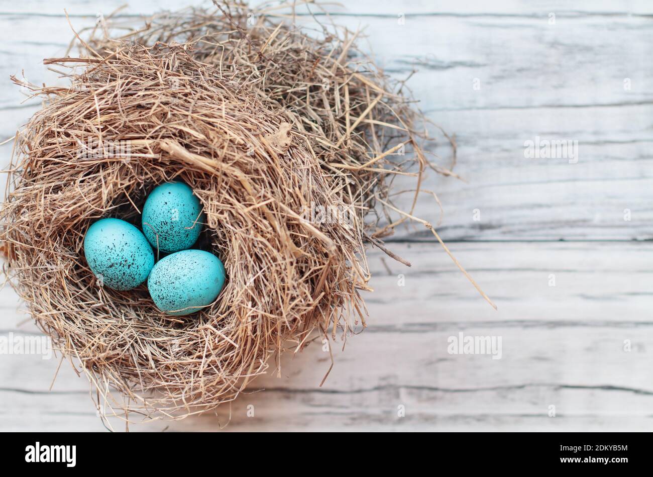 Echtes Nest mit blau gesprenkelten farbigen Vogeleiern auf einem rustikalen weißen Holzhintergrund. Draufsicht, flach liegend. Selektiver Fokus mit unscharfem Hintergrund. Stockfoto