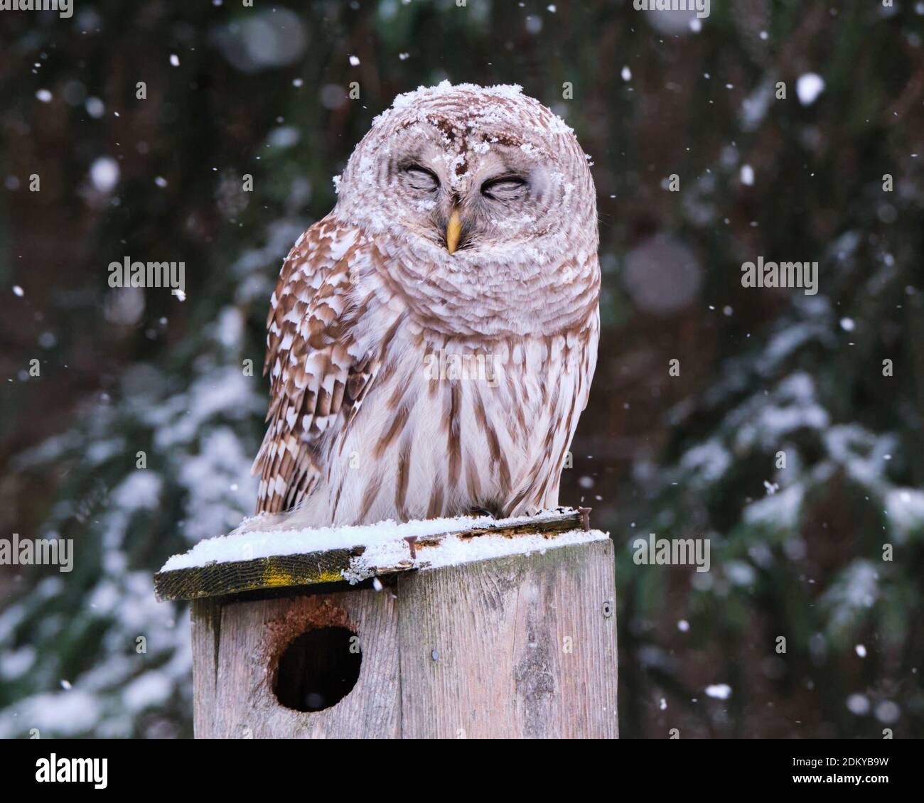 Barred Owl, Strix varia, mit geschlossenen Augen auf einem hölzernen Vogelhaus sitzend, als eine leichte Schneeflocken auf sie zu fallen beginnt. Stockfoto