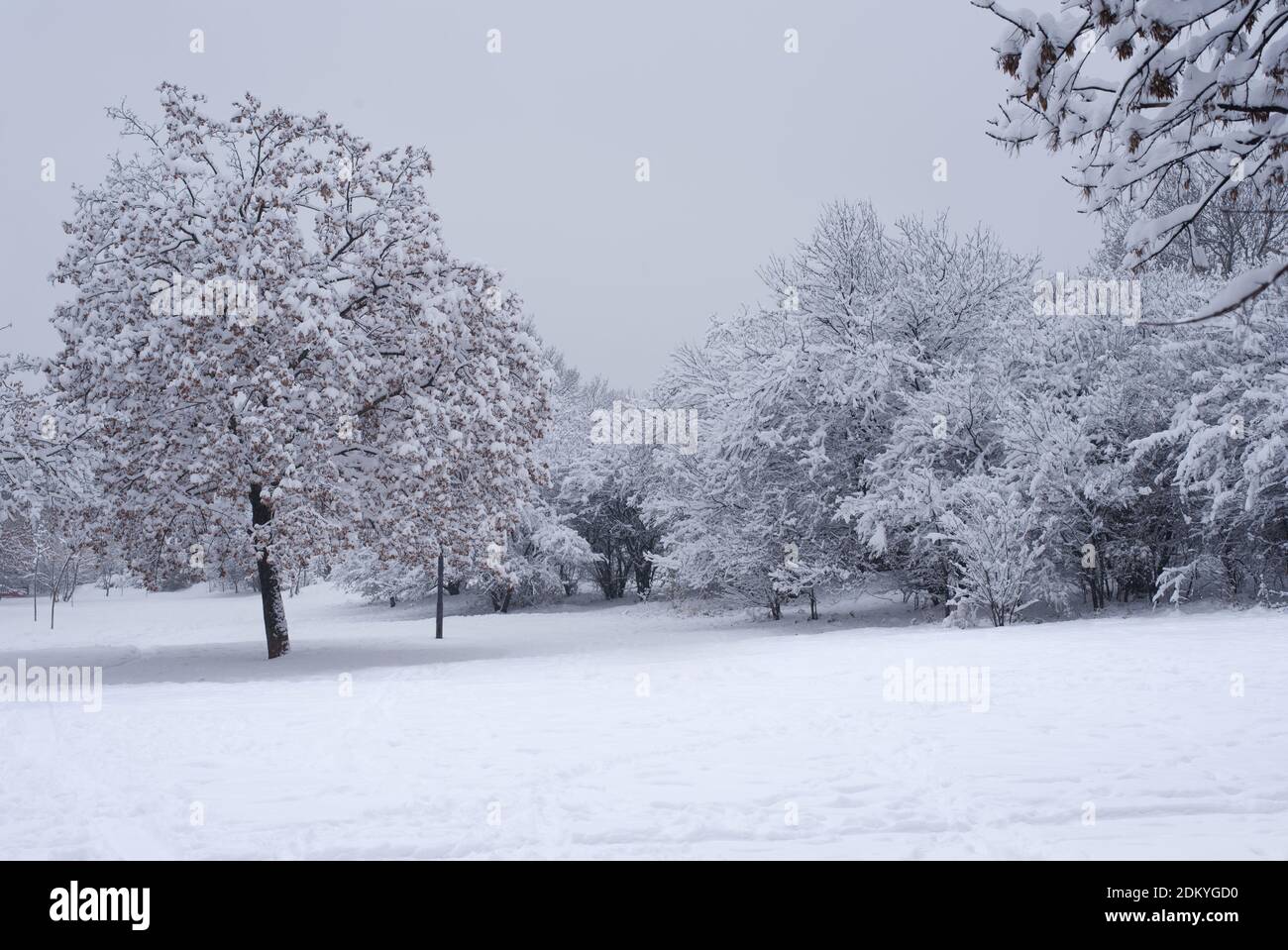 Ruhige Winterlandschaft nach frischem Schneefall, verschneite Waldlandschaft Stockfoto
