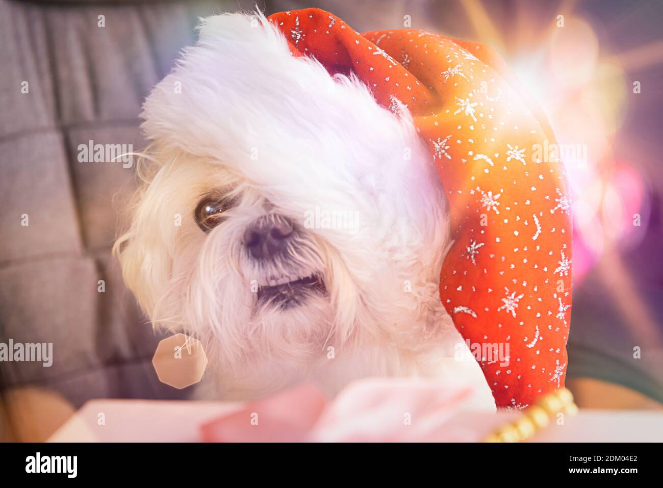 Ein kleiner maltesischer Hund mit Weihnachtsmütze sitzt am Tisch mit Geschenken für den Weihnachtsmann und Weihnachten. Stockfoto