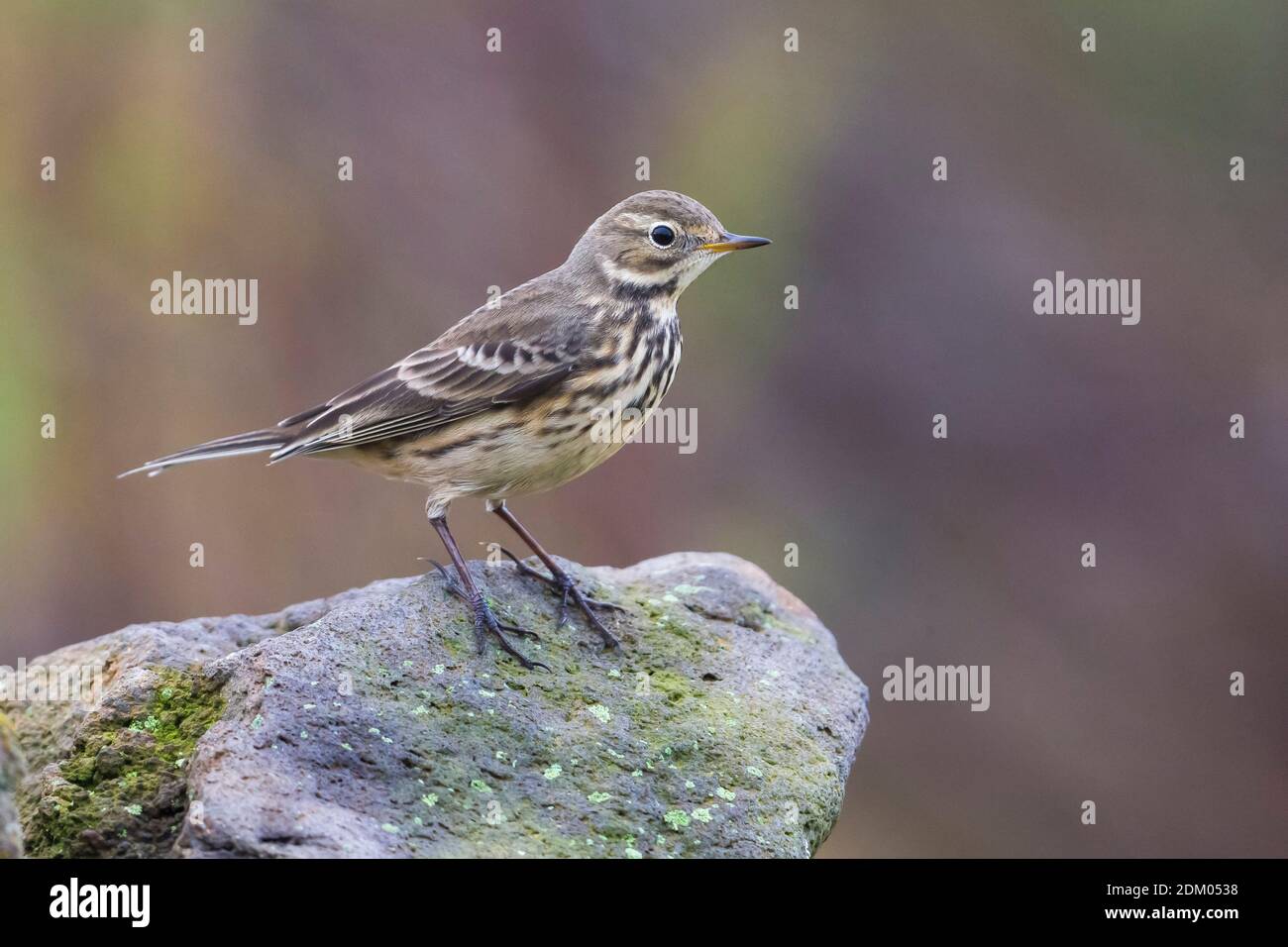 Amerikaanse Waterpieper; American Buff-bellied Pieper Stockfoto