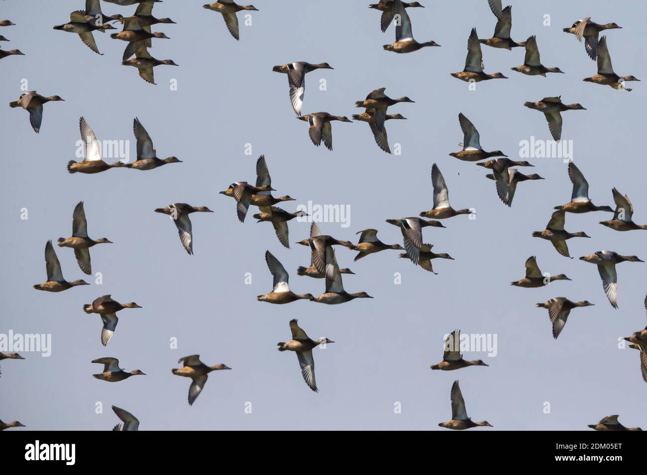 Herde Falkierter Enten Stockfoto