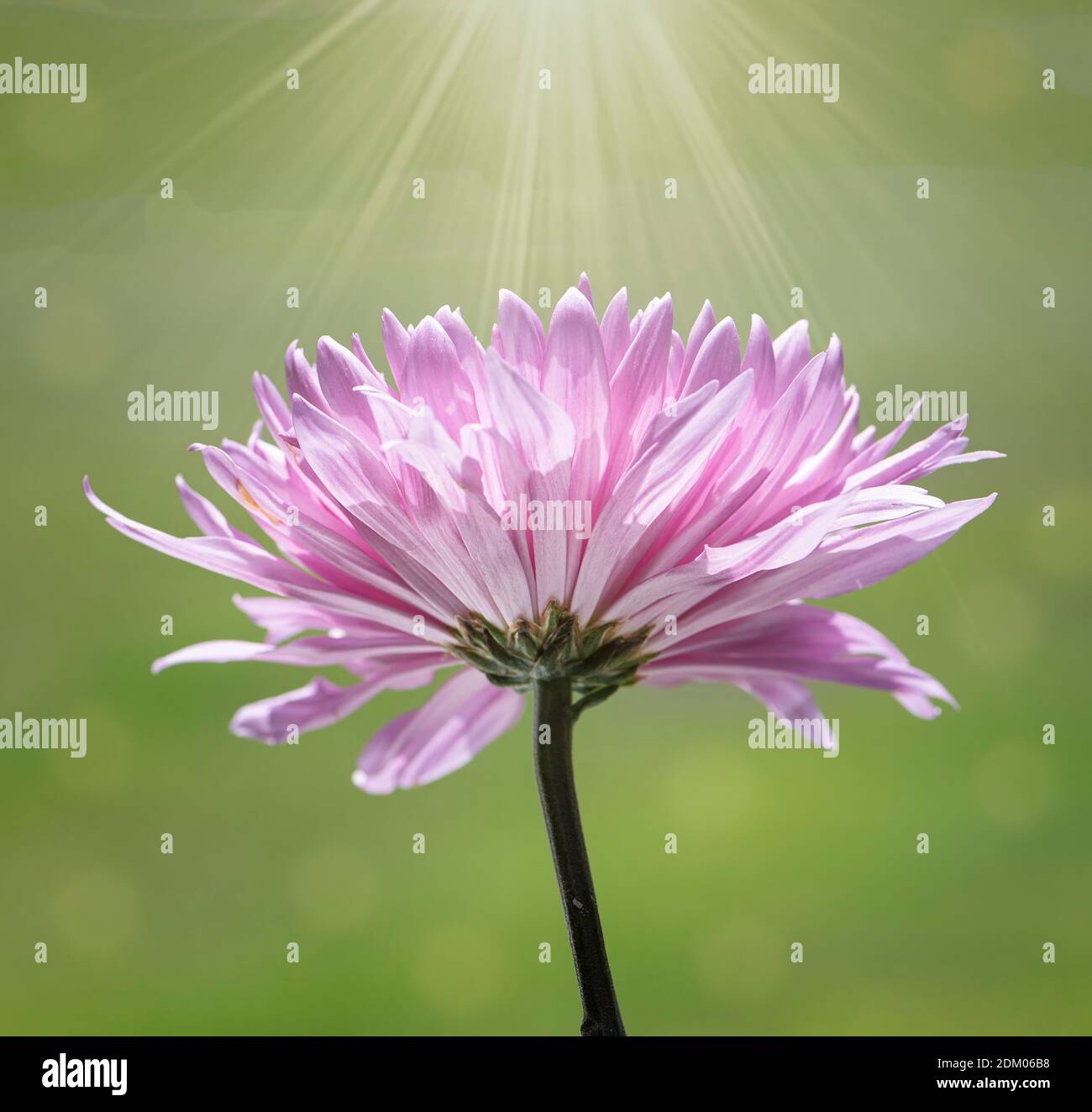 Blühende rosa Chrysanthemum Blume mit einem Sonnenstrahl von oben Stockfoto