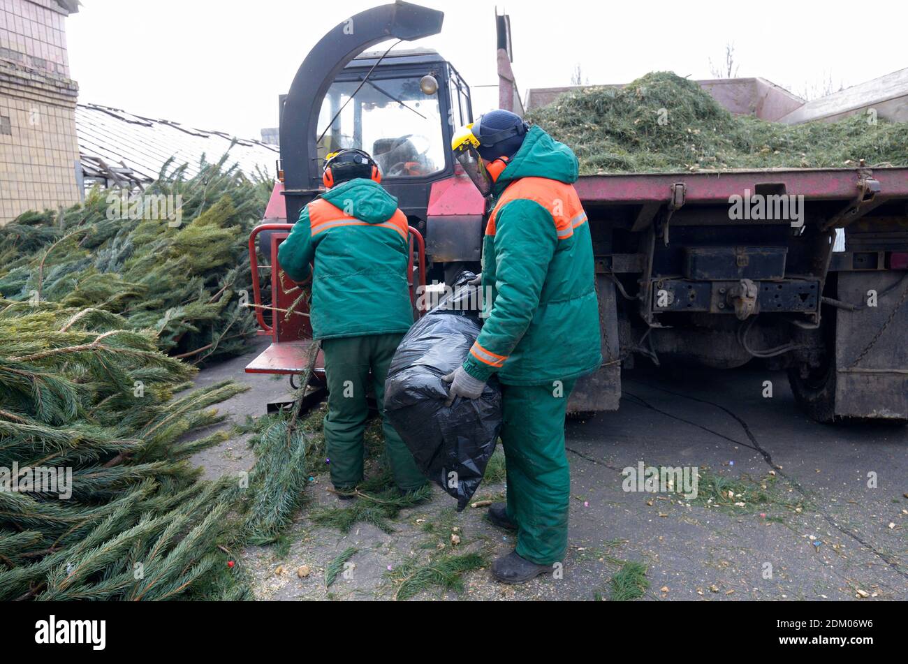 Kommunale Arbeiter stellen Zweige von gebrauchten Weihnachtsbaum in Empfänger von Hackern. Sammelstelle für Recycling gebrauchte Weihnachtsbäume, Ukraine Stockfoto
