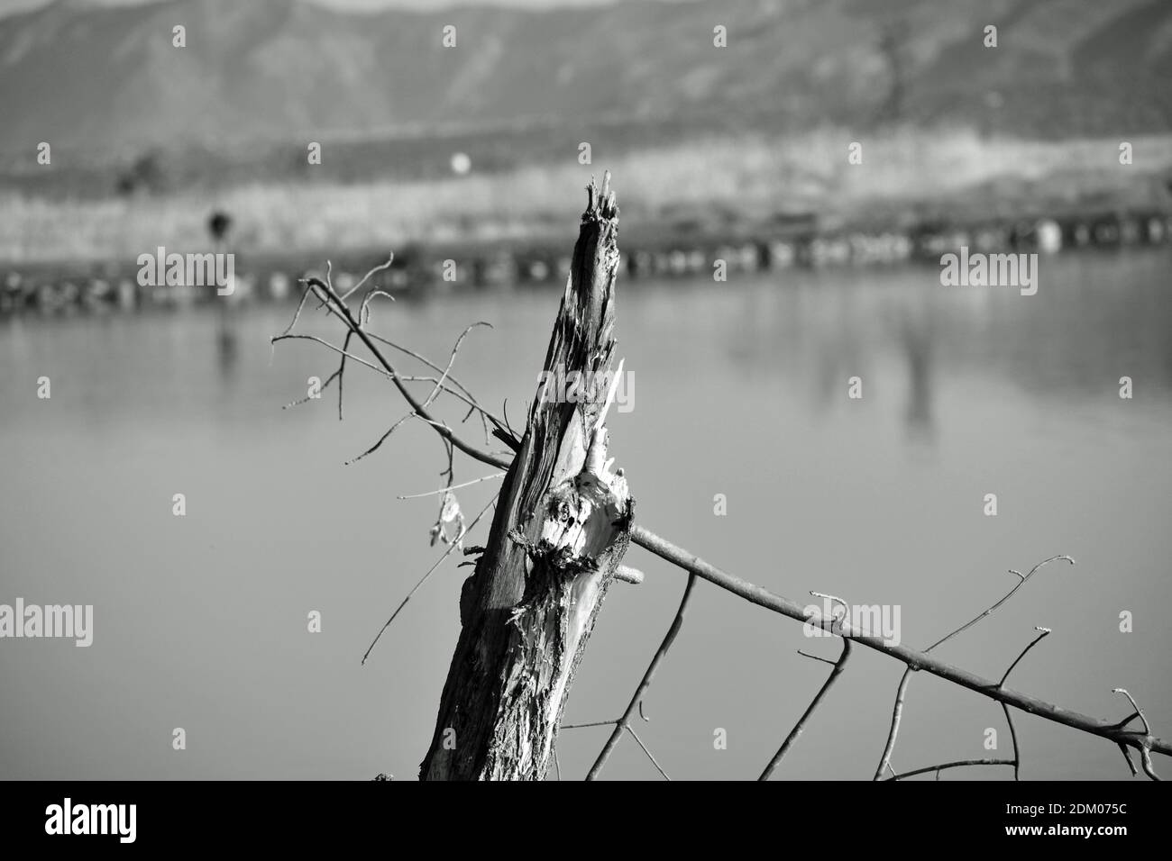 Broken Tree am Ufer eines Sees Stockfoto