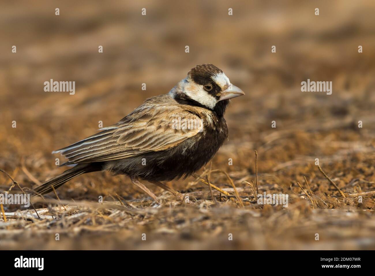 Zwartkopvinkleeuwerik; Schwarz - gekrönte Sparrow-Lark Stockfoto