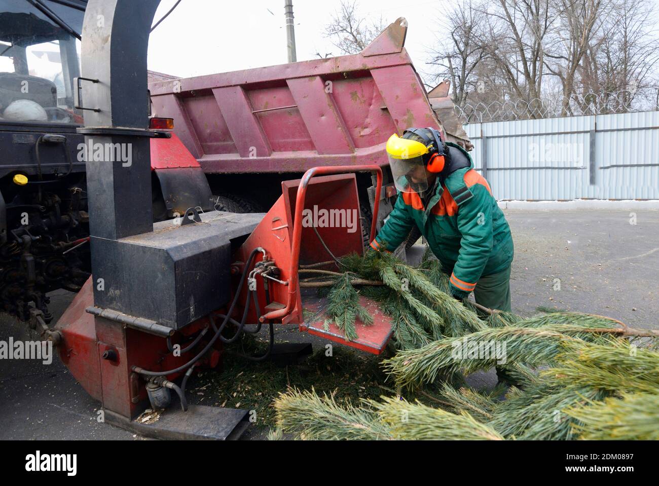 Stadtarbeiter stellt Zweige des gebrauchten Weihnachtsbaums in Empfänger des Hackers. Sammelstelle für das Recycling gebrauchter Weihnachtsbäume. Kiew, Ukraine. Janu Stockfoto