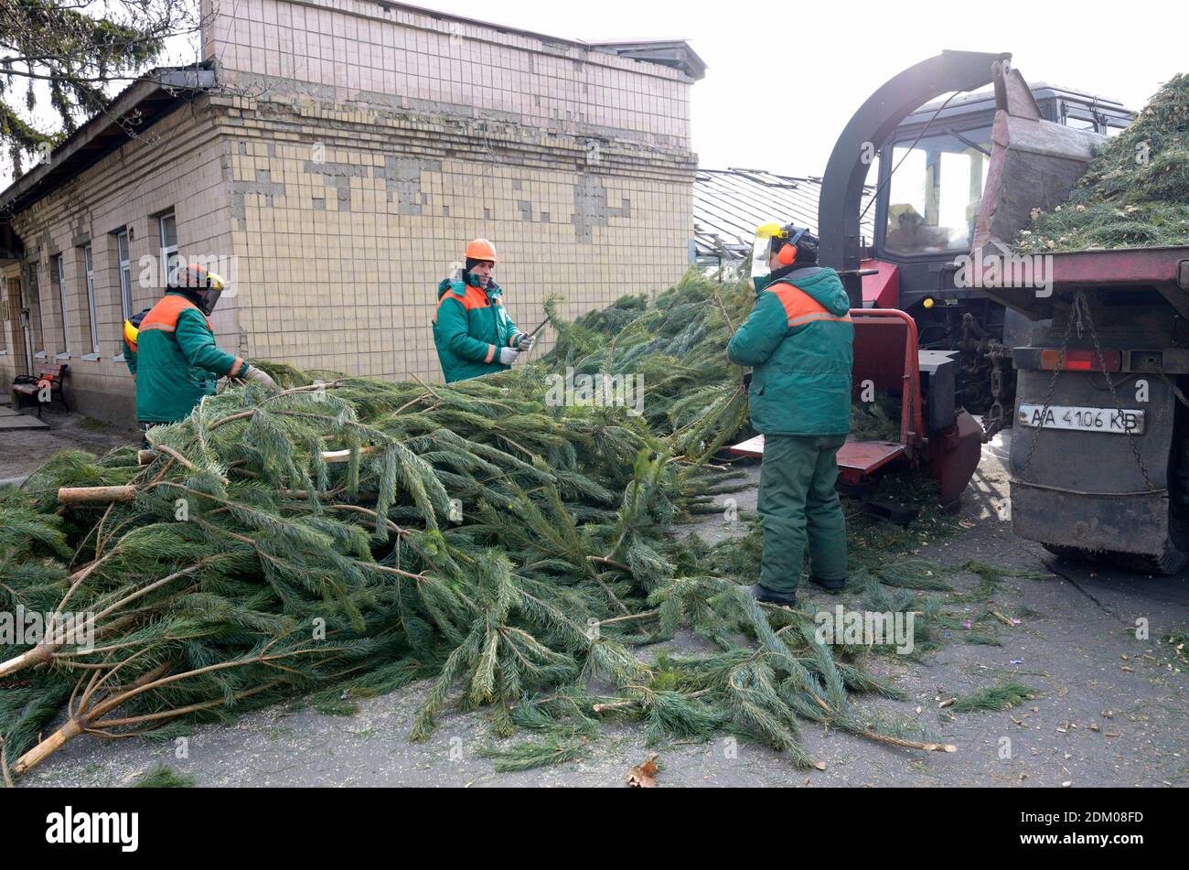Kommunale Arbeiter stellt Zweige von gebrauchten Weihnachtsbaum in Empfänger von Hackern. Sammelstelle für das Recycling gebrauchter Weihnachtsbäume. Kiew, Ukraine. Jan Stockfoto