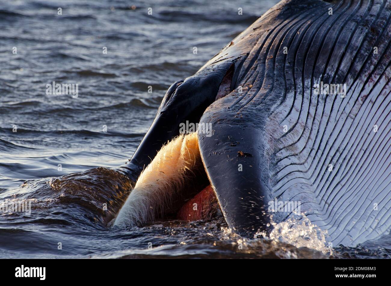 Stranded Northern Minke Whale (Balaenoptera acutorostrata), Vik, Island Stockfoto