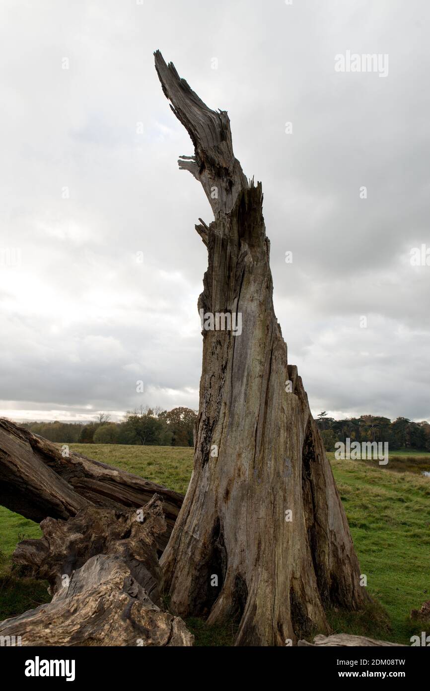 Ein dramatischer toter Baumstamm, der hoch in einer offenen, menschenleeren Parklandschaft mit dunkelgrauem, wolkenbedecktem Himmel steht Stockfoto