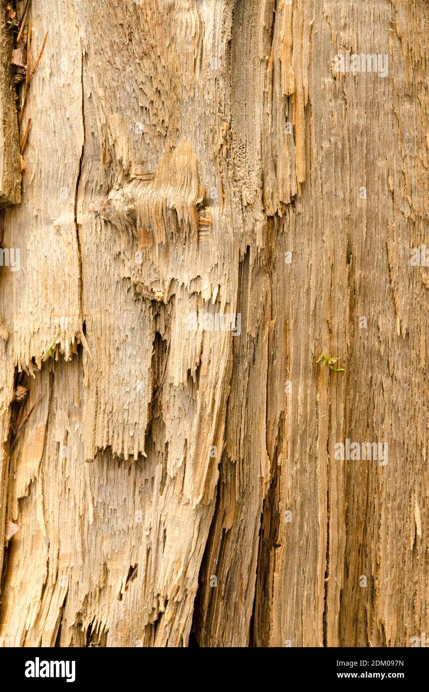 Holzstruktur und Oberfläche eines Baumstammes, abstrakte Details aus Holz, natürlicher Hintergrund, Kopierraum Stockfoto