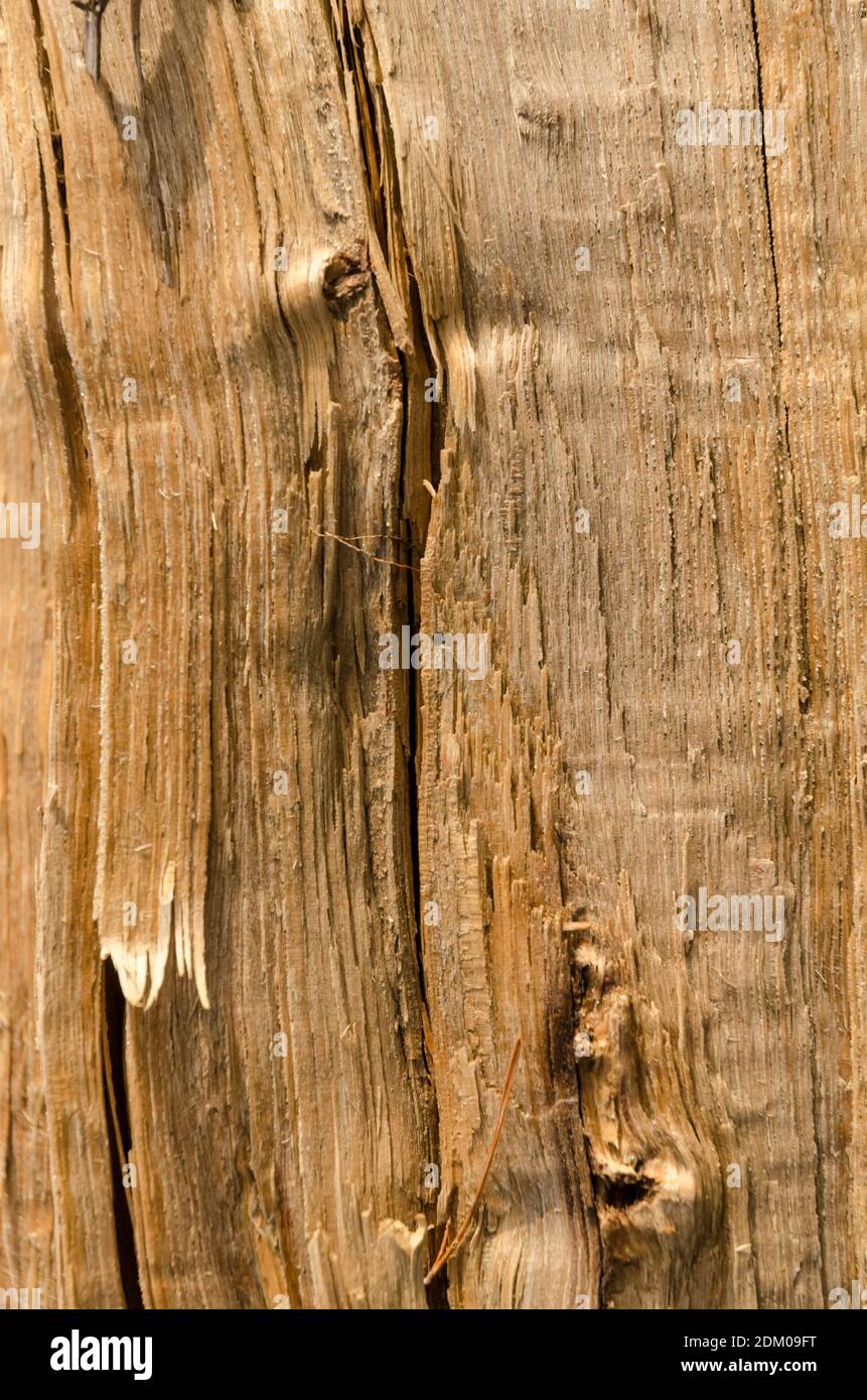 Holzstruktur und Oberfläche eines Baumstammes, abstrakte Details aus Holz, natürlicher Hintergrund, Kopierraum Stockfoto