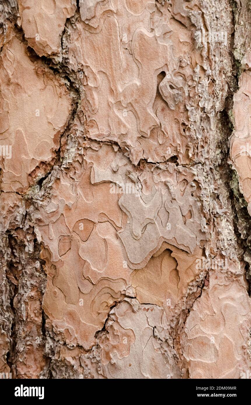 Die hölzerne Struktur und die Oberfläche des Baumstammes, die abstrakten Details der Rinde, der natürliche Hintergrund, der Kopierraum Stockfoto