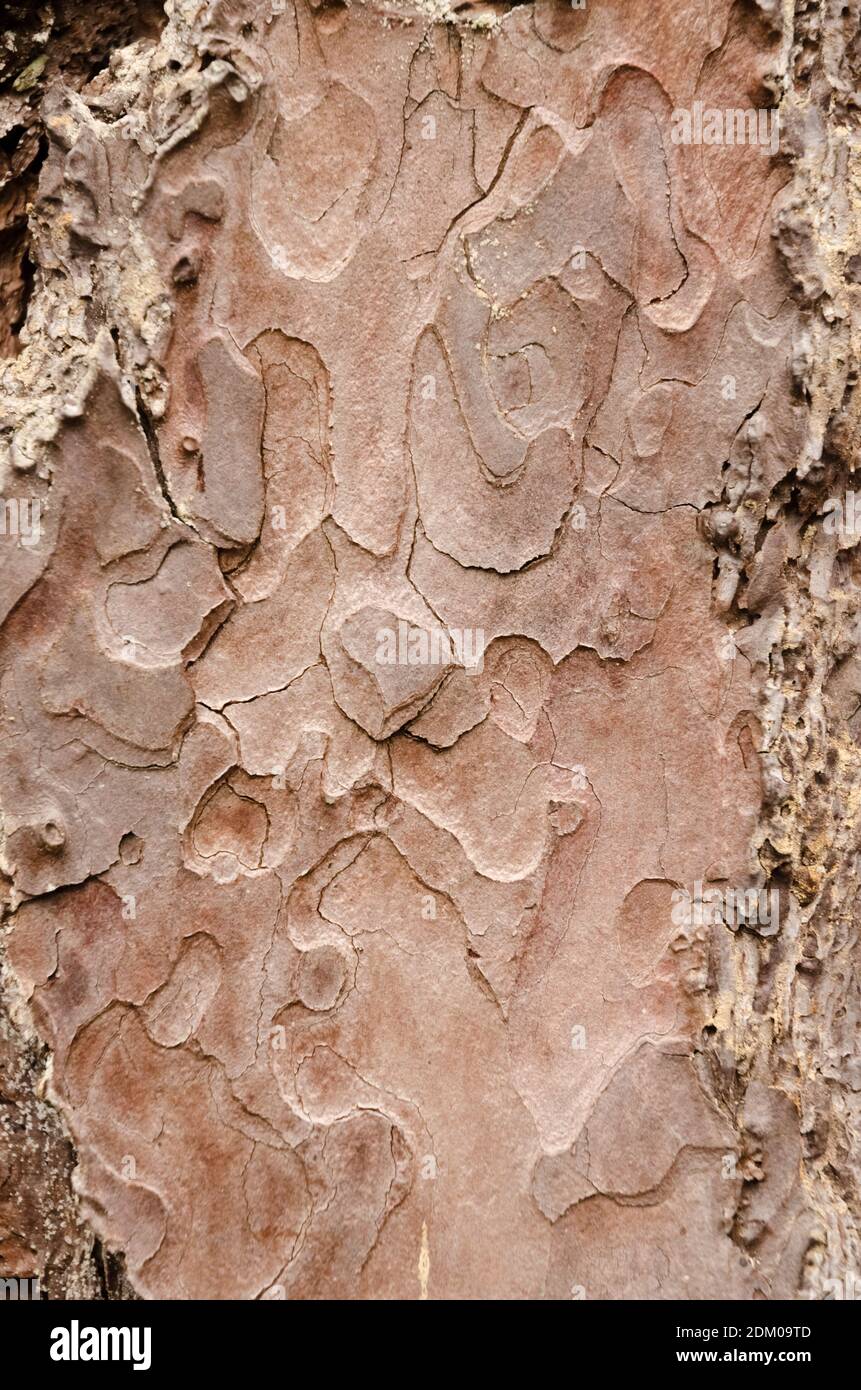 Die hölzerne Struktur und die Oberfläche des Baumstammes, die abstrakten Details der Rinde, der natürliche Hintergrund, der Kopierraum Stockfoto