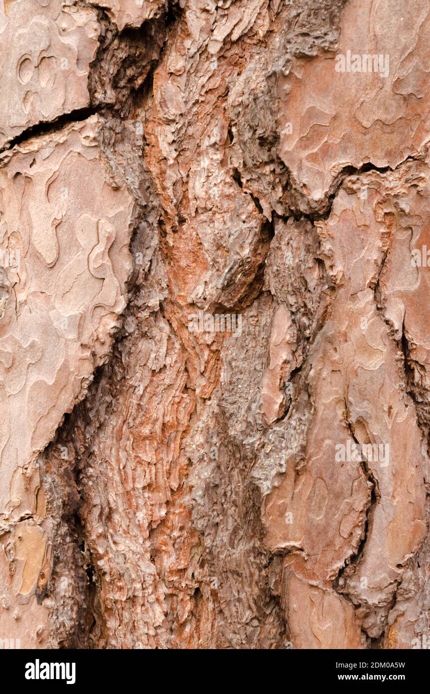 Die hölzerne Struktur und die Oberfläche des Baumstammes, die abstrakten Details der Rinde, der natürliche Hintergrund, der Kopierraum Stockfoto