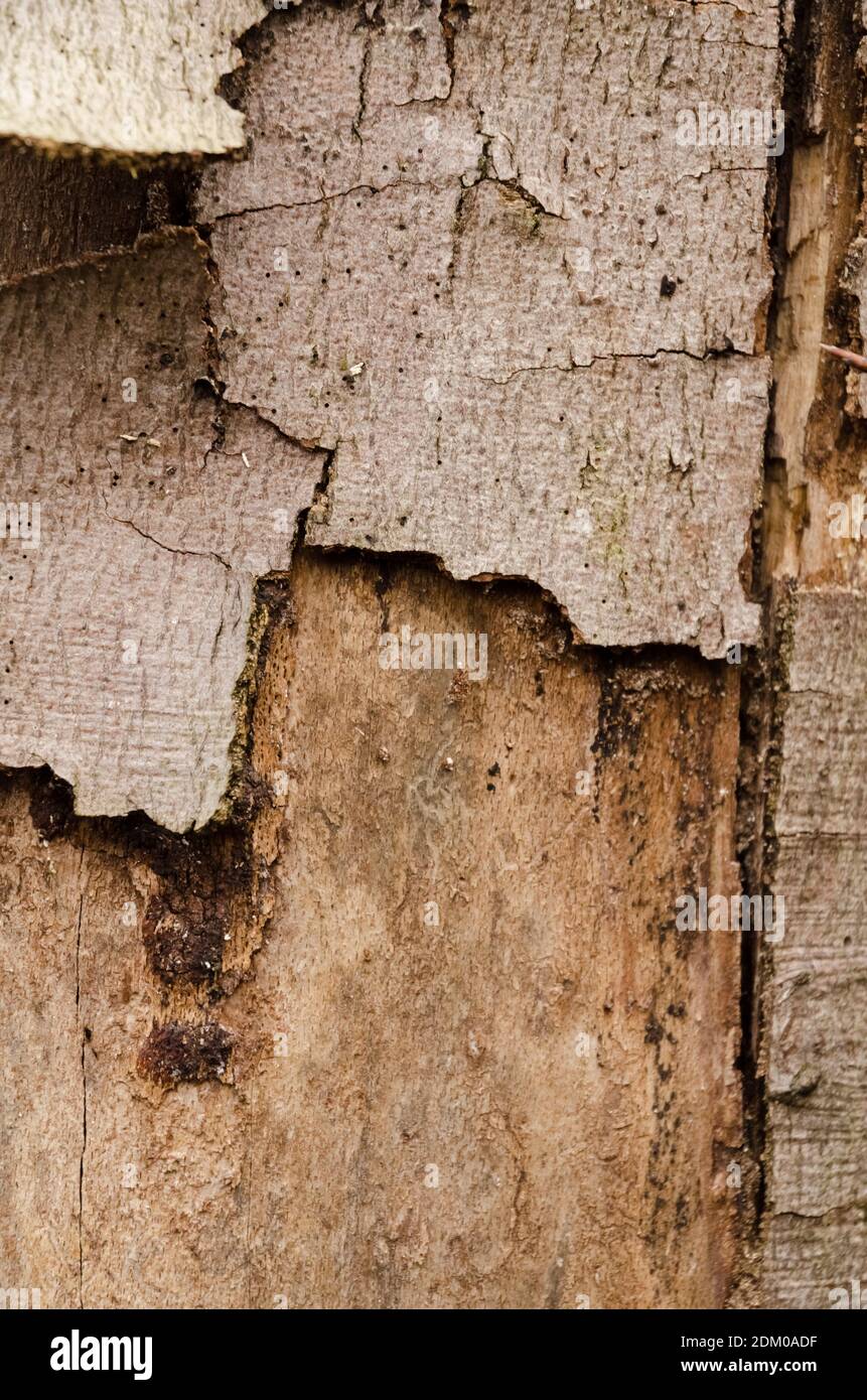 Die hölzerne Struktur und die Oberfläche des Baumstammes, die abstrakten Details der Rinde, der natürliche Hintergrund, der Kopierraum Stockfoto