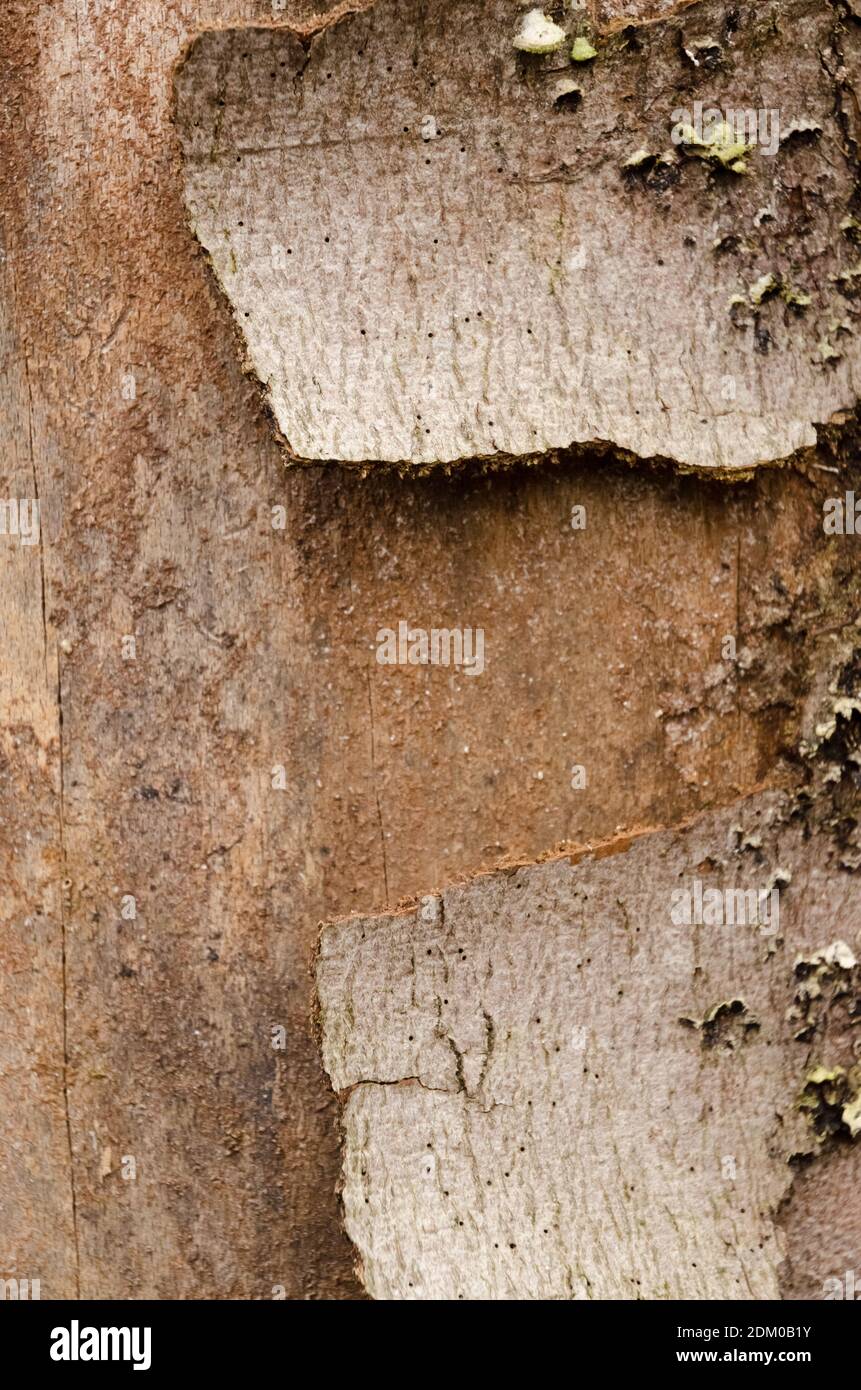 Die hölzerne Struktur und die Oberfläche des Baumstammes, die abstrakten Details der Rinde, der natürliche Hintergrund, der Kopierraum Stockfoto