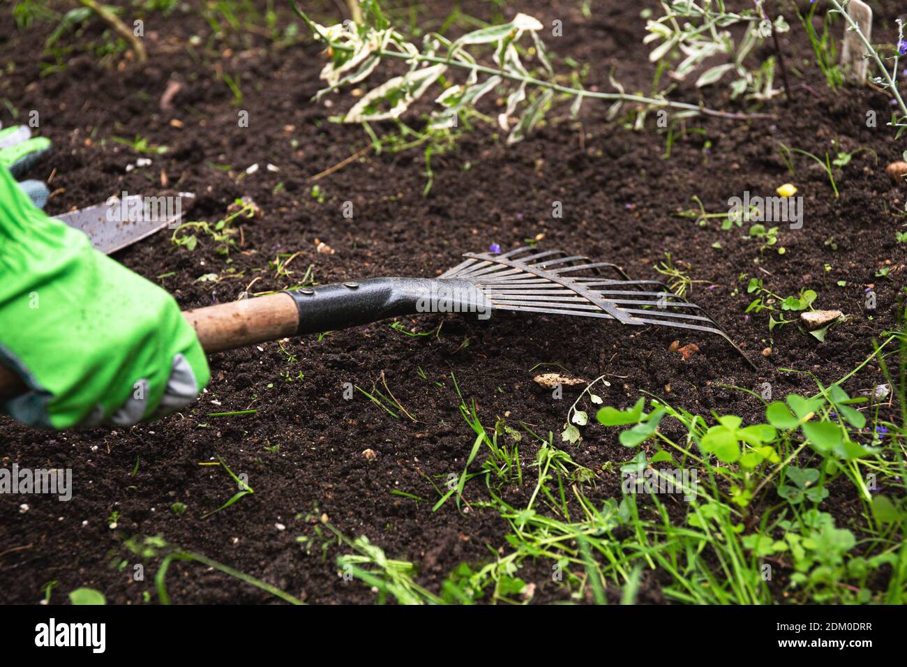 Gärtner Pflege ein Blumenbeet. Die Hände des Gärtners verwenden einen Rechen, um den Boden für das Pflanzen von Samen und Pflanzen zu lockern. Handschuhe Stockfoto