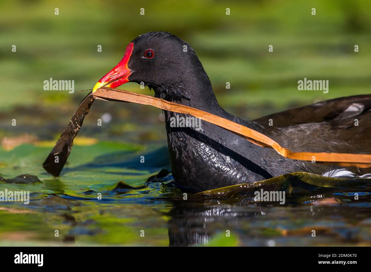 Waterhoen met nestmateriaal ; gemeinsame Sumpfhuhn mit nestingmaterial Stockfoto