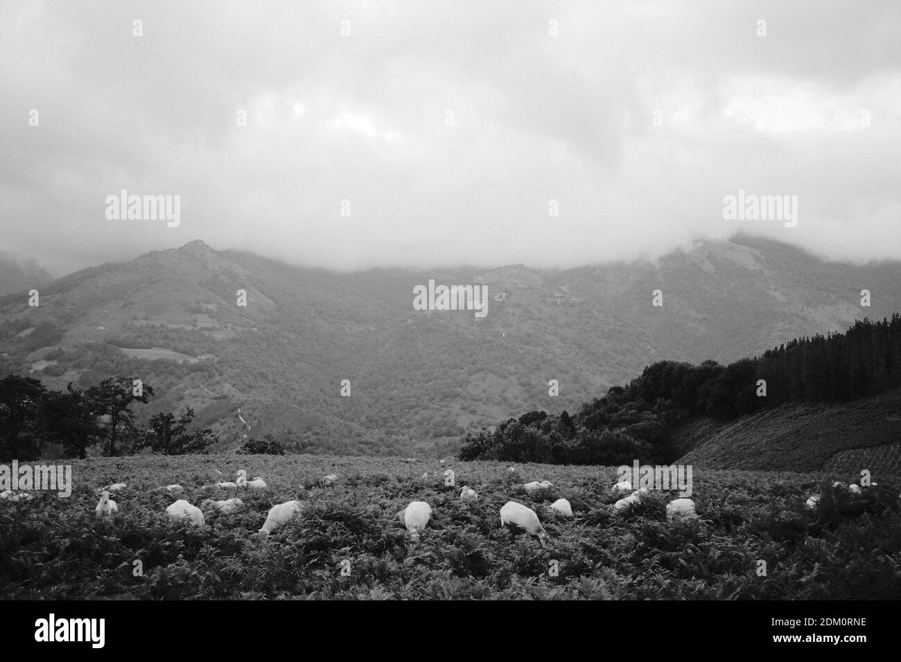 Eine Graustufenaufnahme einer Herde Ziegen, die auf der Weide sind Ein grasbedeckter Hügel Stockfoto
