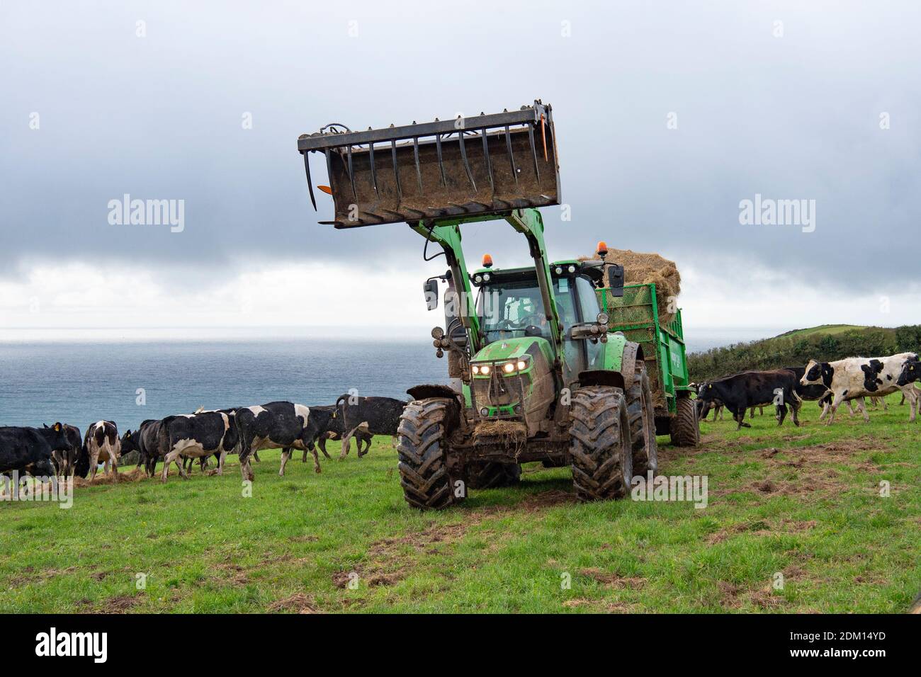 Landwirt füttert Silage an seine Kühe Stockfoto
