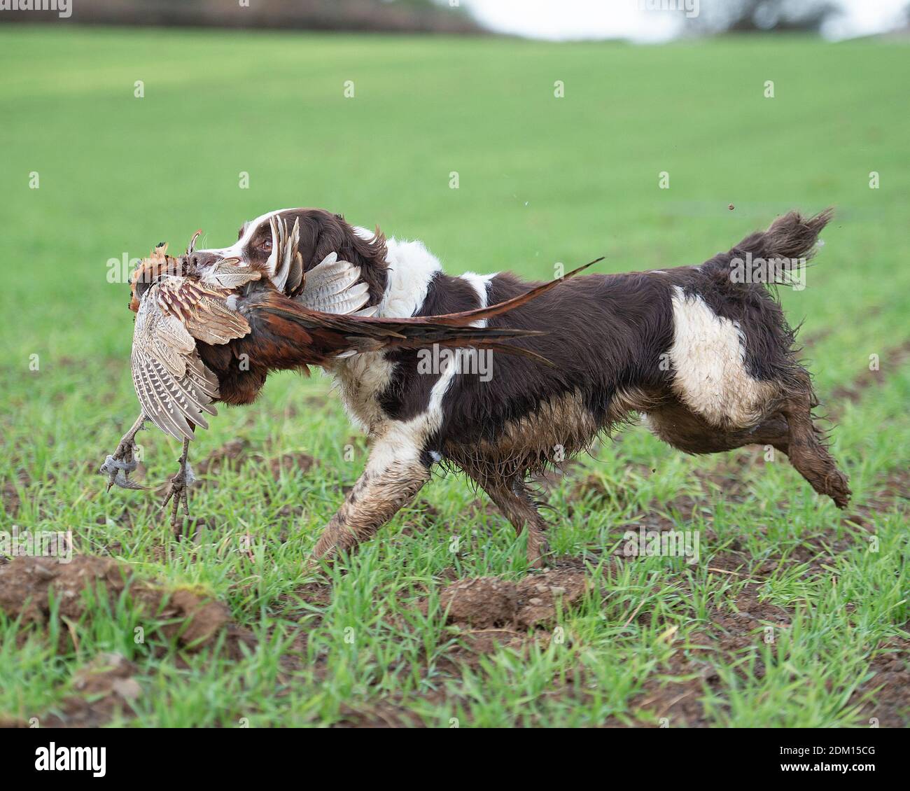 Englisch Sringer Spaniel Auffinden eines Schussfasane bei einem Schuss Stockfoto