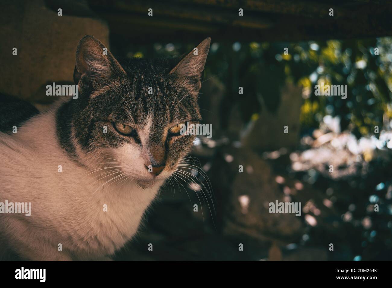 Streunende Katze versteckt in einer Ecke der Stadt auf Ein Sommertag Stockfoto