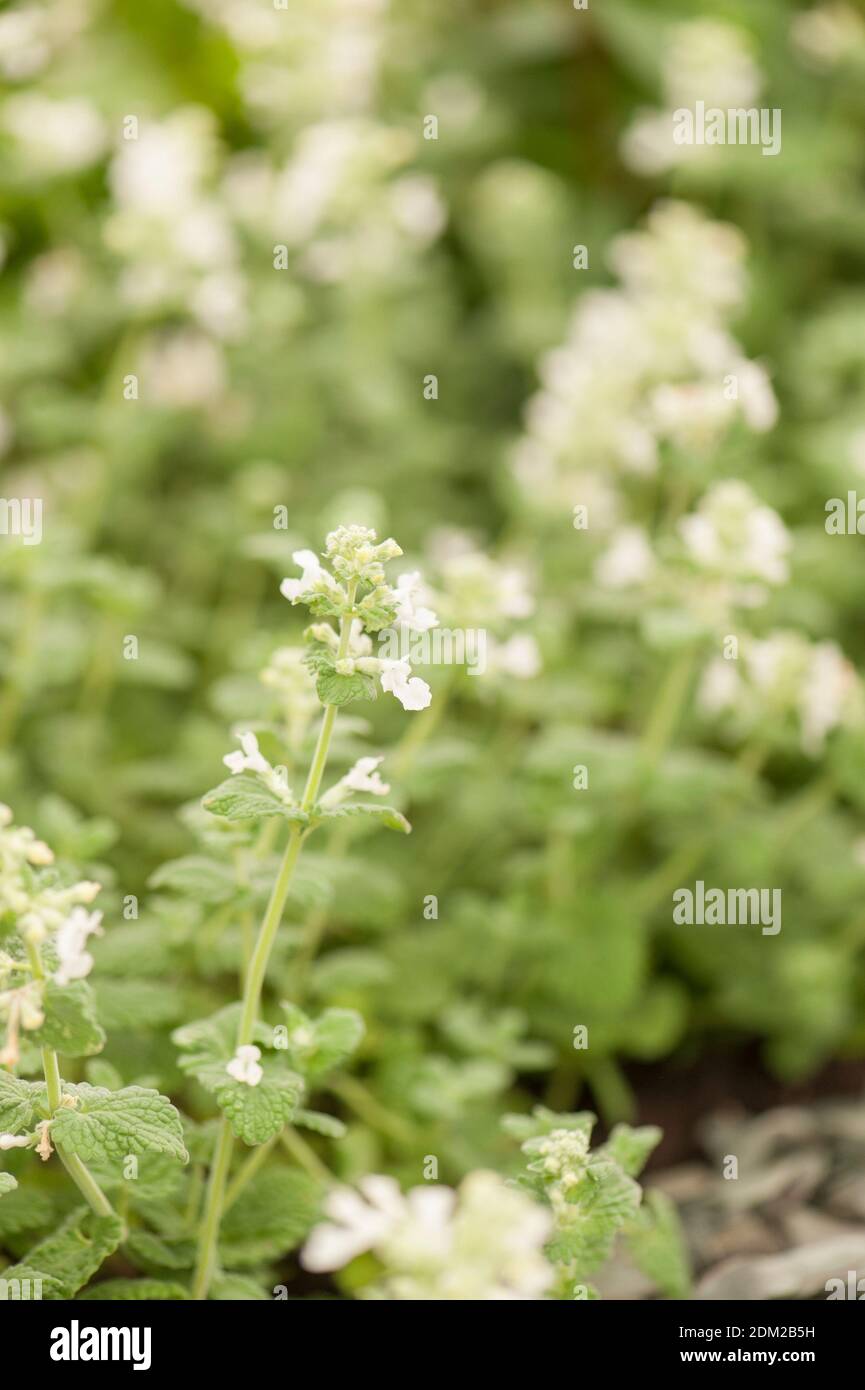 Nepeta x faassenii 'Alba', Weiß blühende Minze in Blüte Stockfotografie -  Alamy