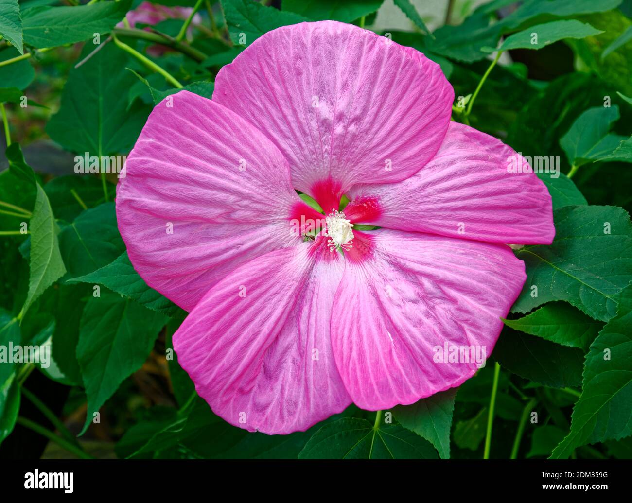 Rosa Hibiskus; kultivierte Blume; rosa-rote Mitte; Creme Stigma; Malvaceae; Insekt, Pennsylvania; Sommer; Kennet Square; PA Stockfoto