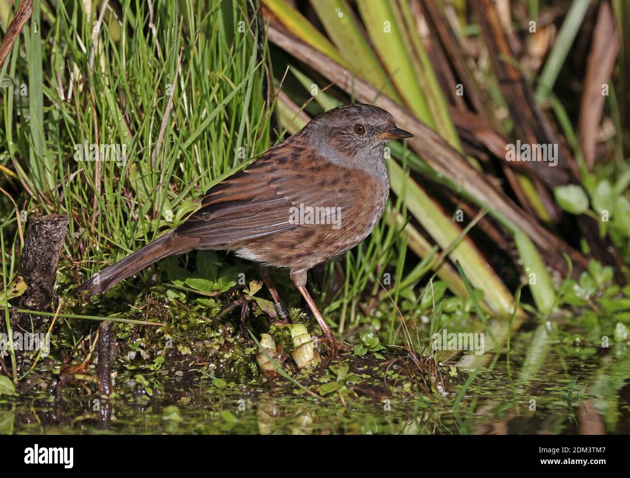 Dunnock (Prunella modularis) Erwachsener nähert sich Teich zu Bad Eccles-on-Sea, Norfolk, Großbritannien Oktober Stockfoto