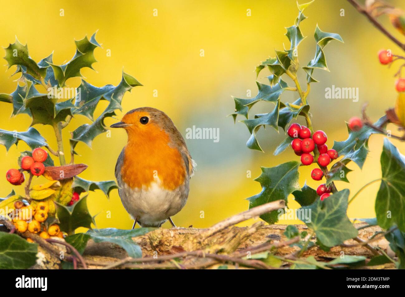 Christmas Robin, Europäischer Robon. Hocked mit Holly und Beeren Stockfoto