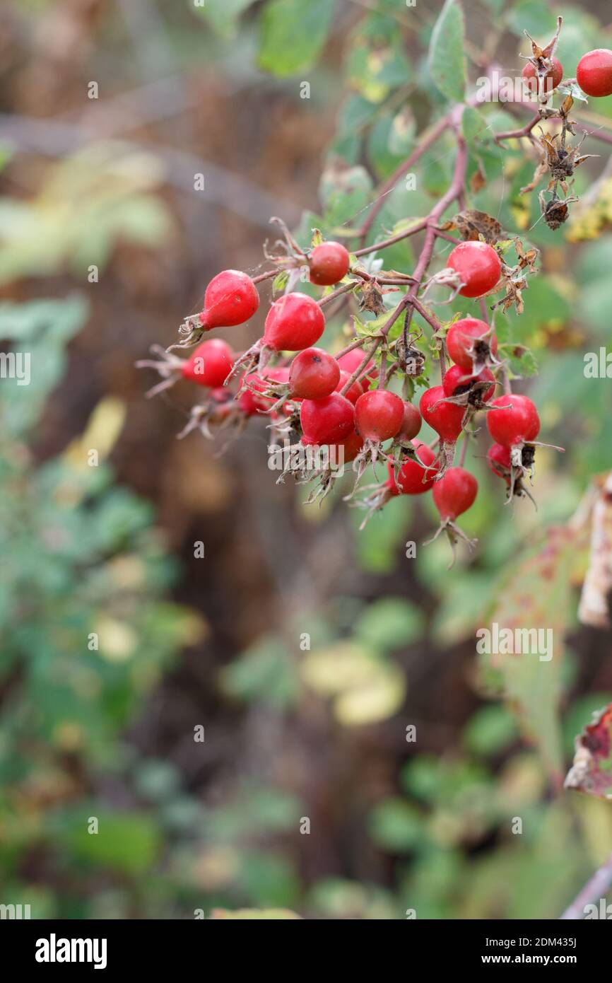 Rotes Accessoire Achenfrucht, California Rose, Rosa californica, Rosaceae, einheimischer Strauch, Ballona Süßwasser Marsh, Südkalifornien Küste, Herbst. Stockfoto