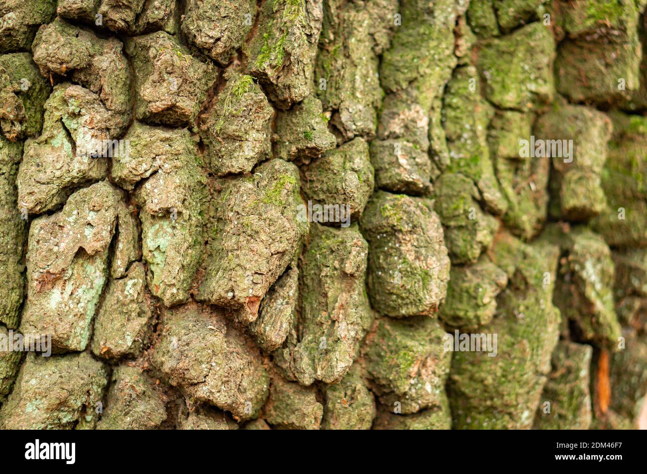 Eine alte Baumrindenstruktur, ein Baumstamm mit Rissen Stockfoto