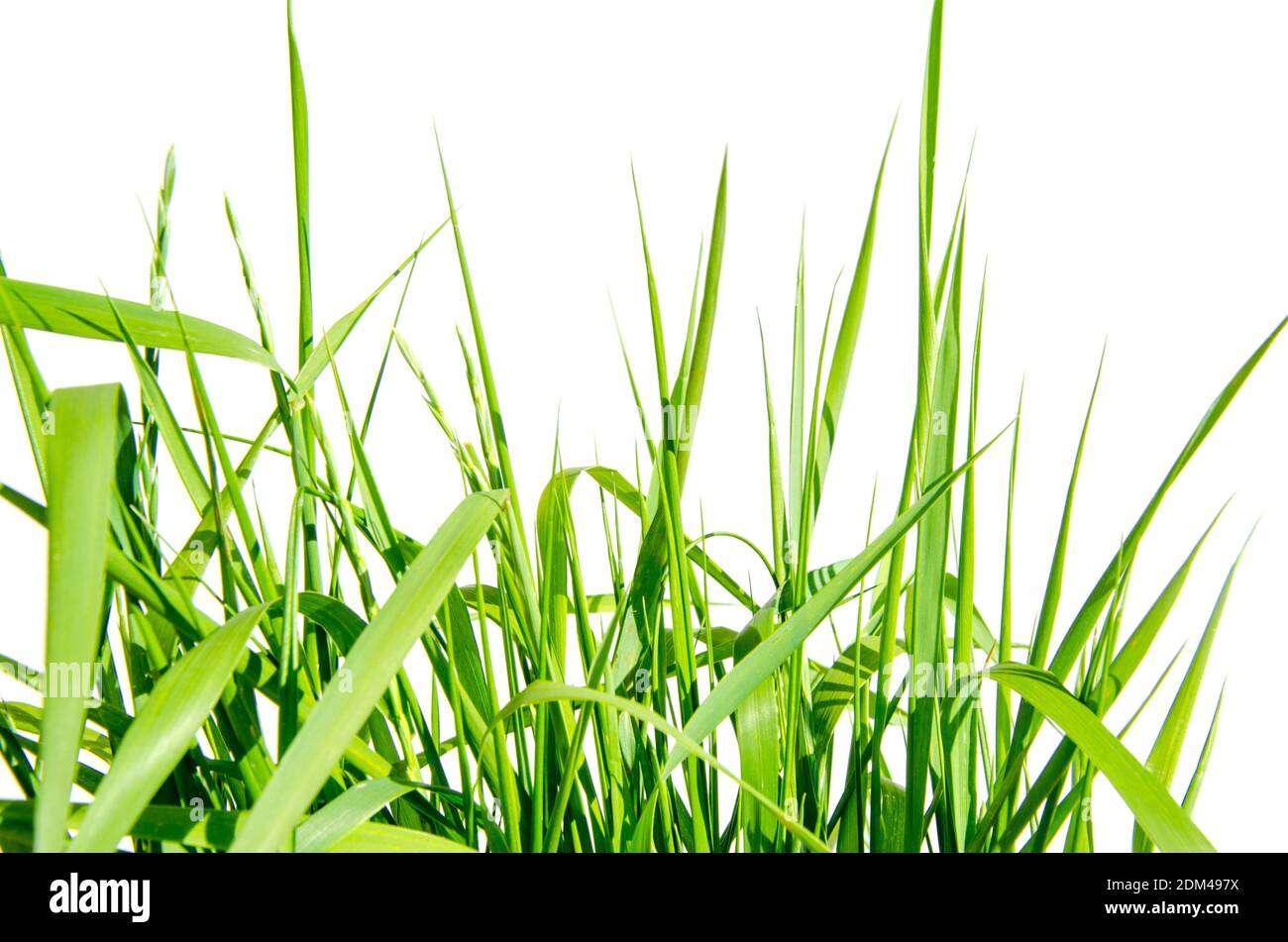 Grünes Gras isoliert auf weißem Hintergrund und Textur, Clipping Pfad Stockfoto