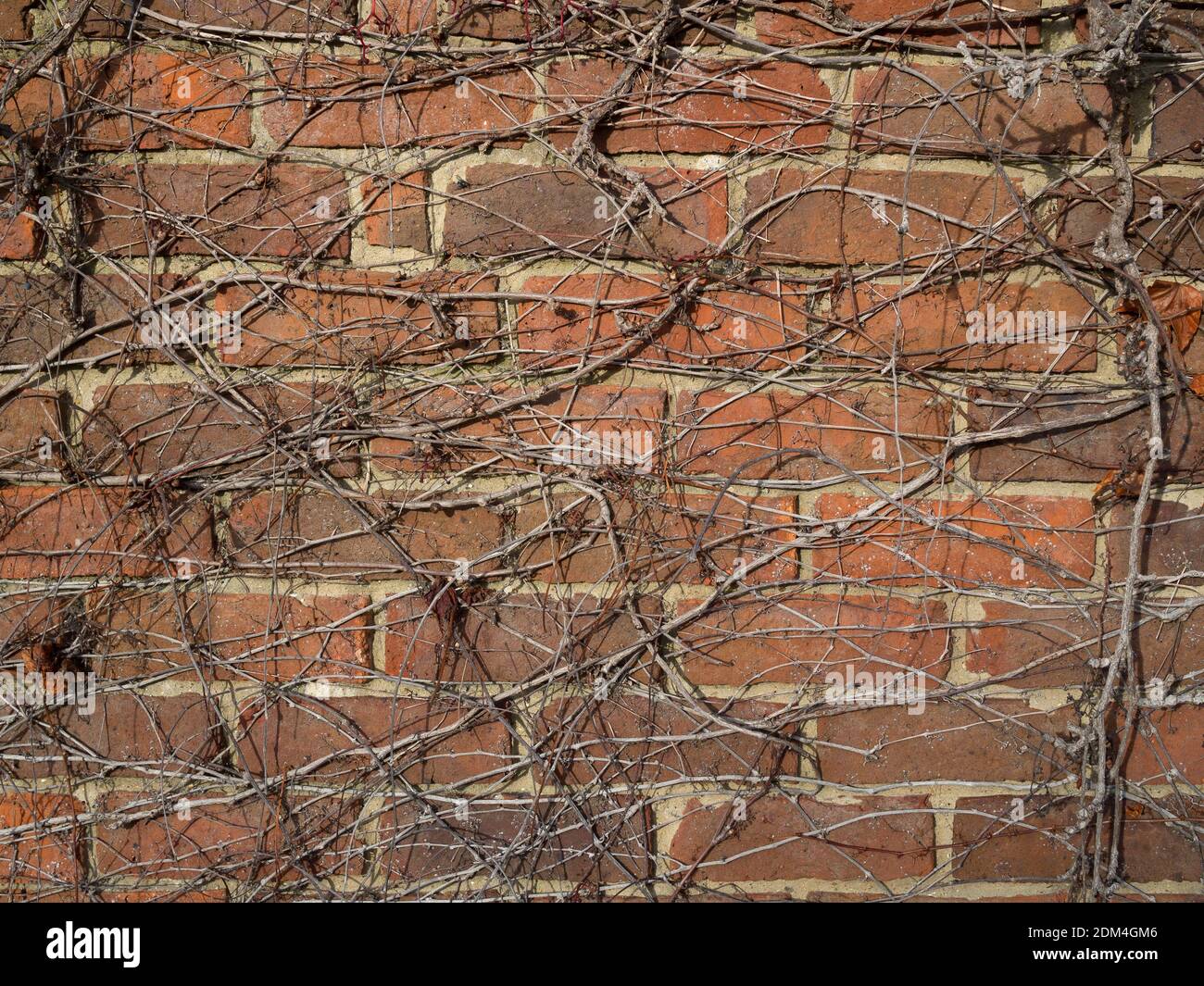 HINTERGRUNDTEXTUR - Ziegelwand mit Milchkletterer im Winter, die Struktur der Stämme zeigt Stockfoto
