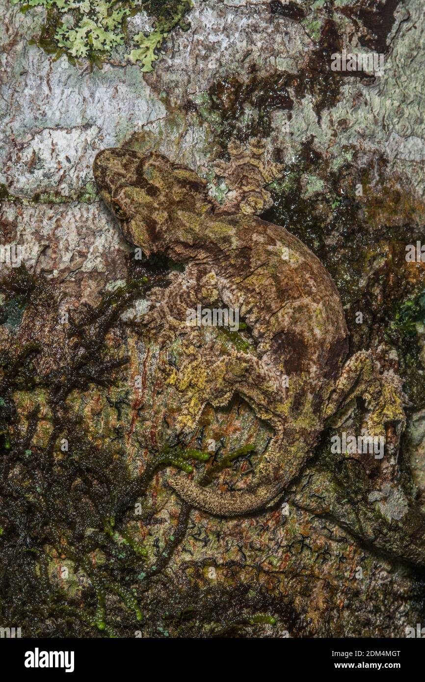 Der Sabah Flying Gecko (Ptychozoon [Gekko] rhacophorus), der im Mount Kinabalu Nationalpark und im crocker Range im malaysischen Borneo beheimatet ist. Stockfoto