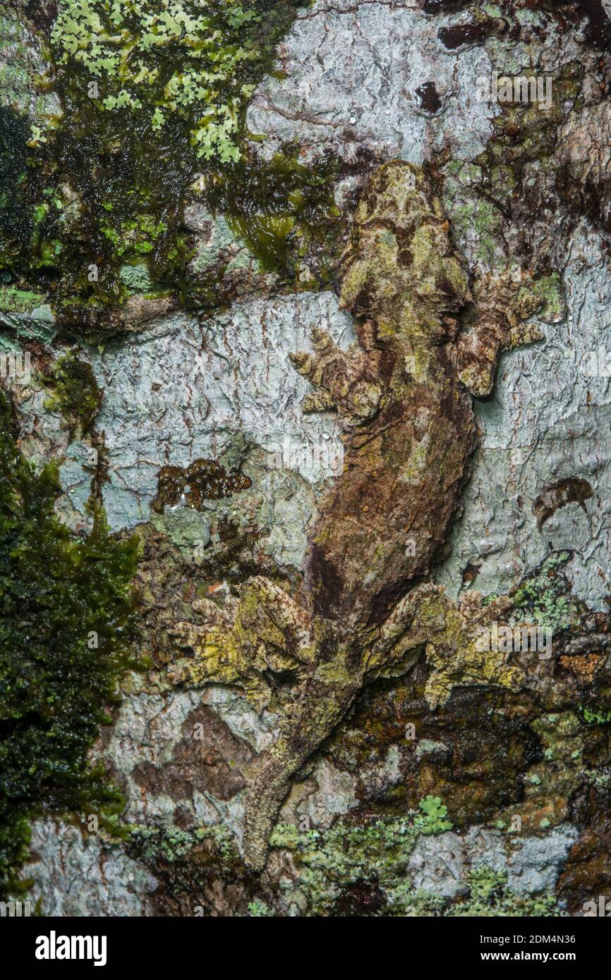 Der Sabah Flying Gecko (Ptychozoon [Gekko] rhacophorus), der im Mount Kinabalu Nationalpark und im crocker Range im malaysischen Borneo beheimatet ist. Stockfoto