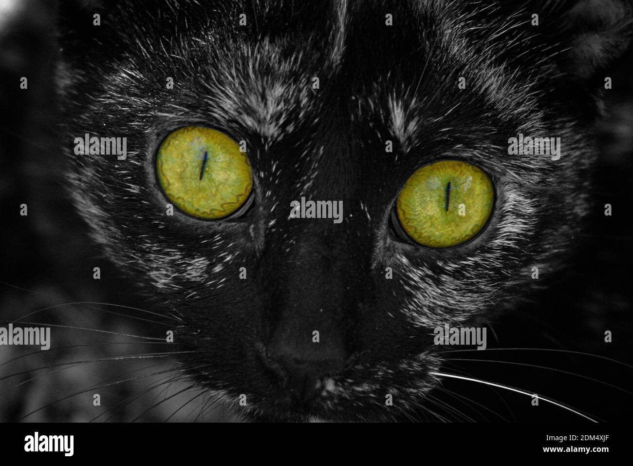 Eine niedliche schwarze Katze mit grünen Augen Stockfoto