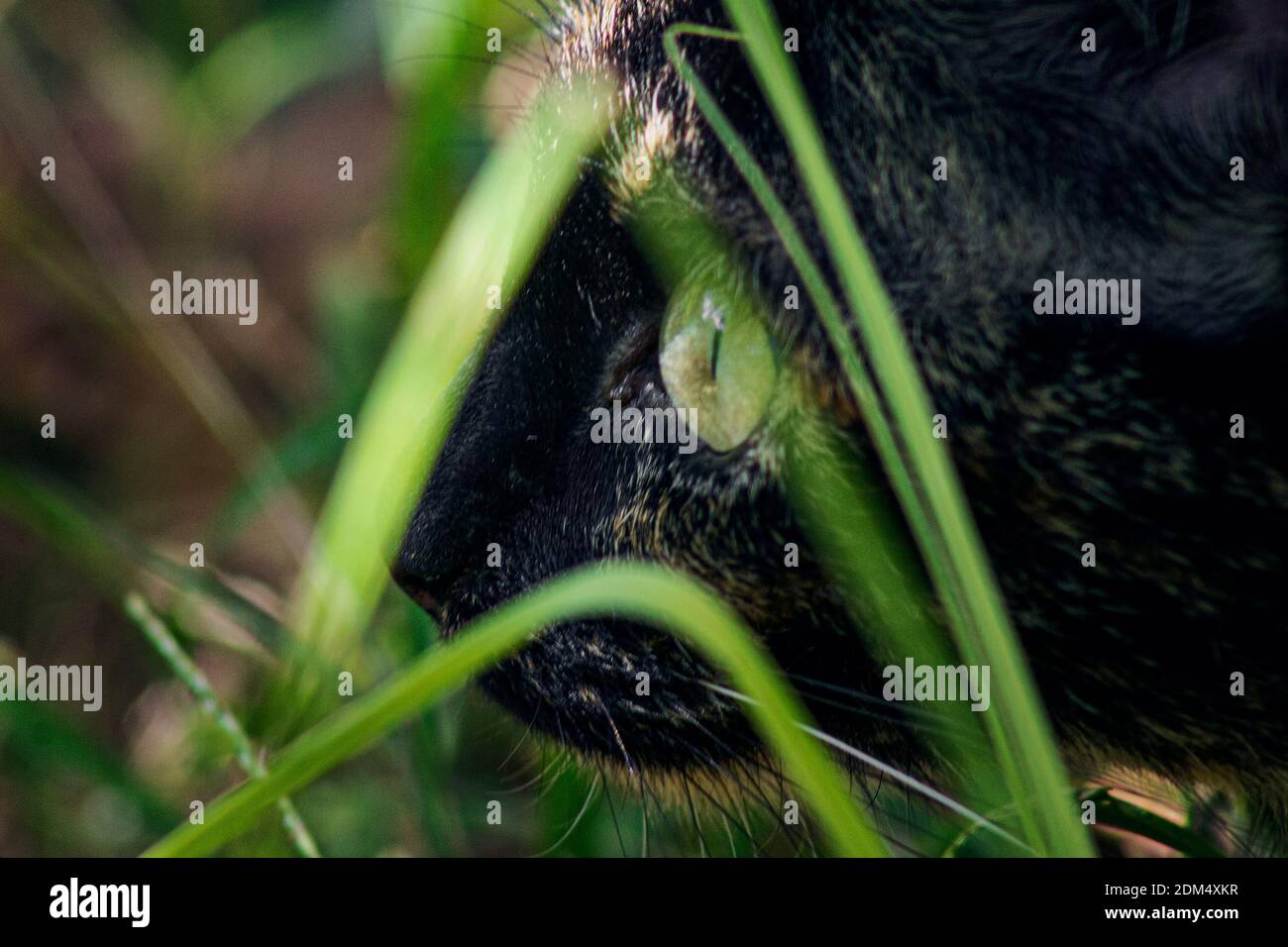 Ein Schuss einer niedlichen schwarzen Katze mit grünen Augen Stockfoto
