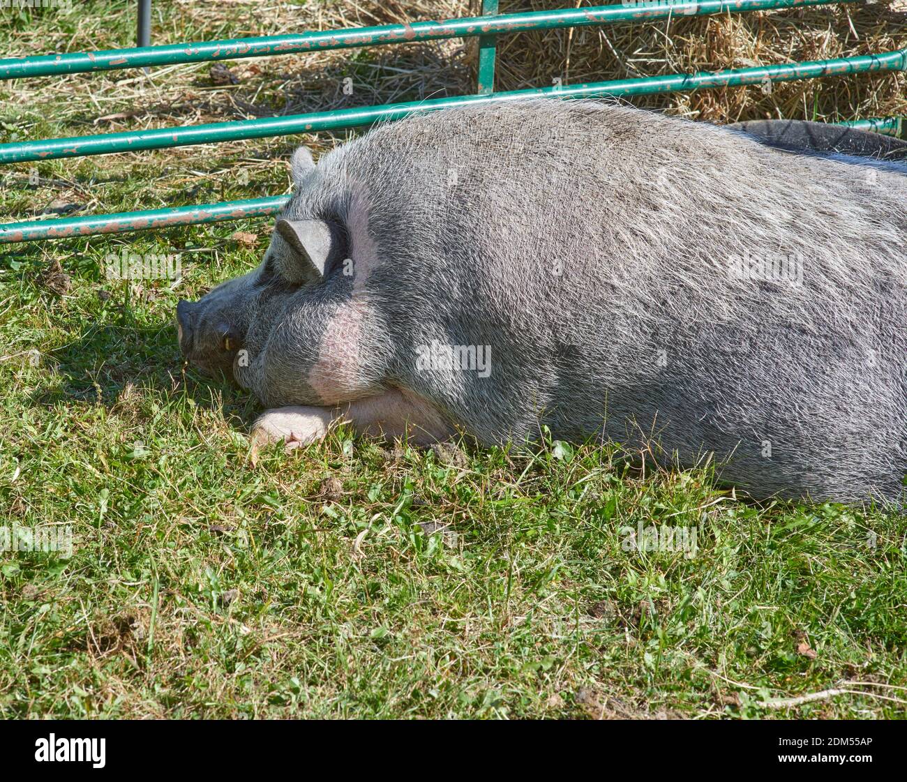 Schwein in Outdoor-Stift ruht Stockfoto